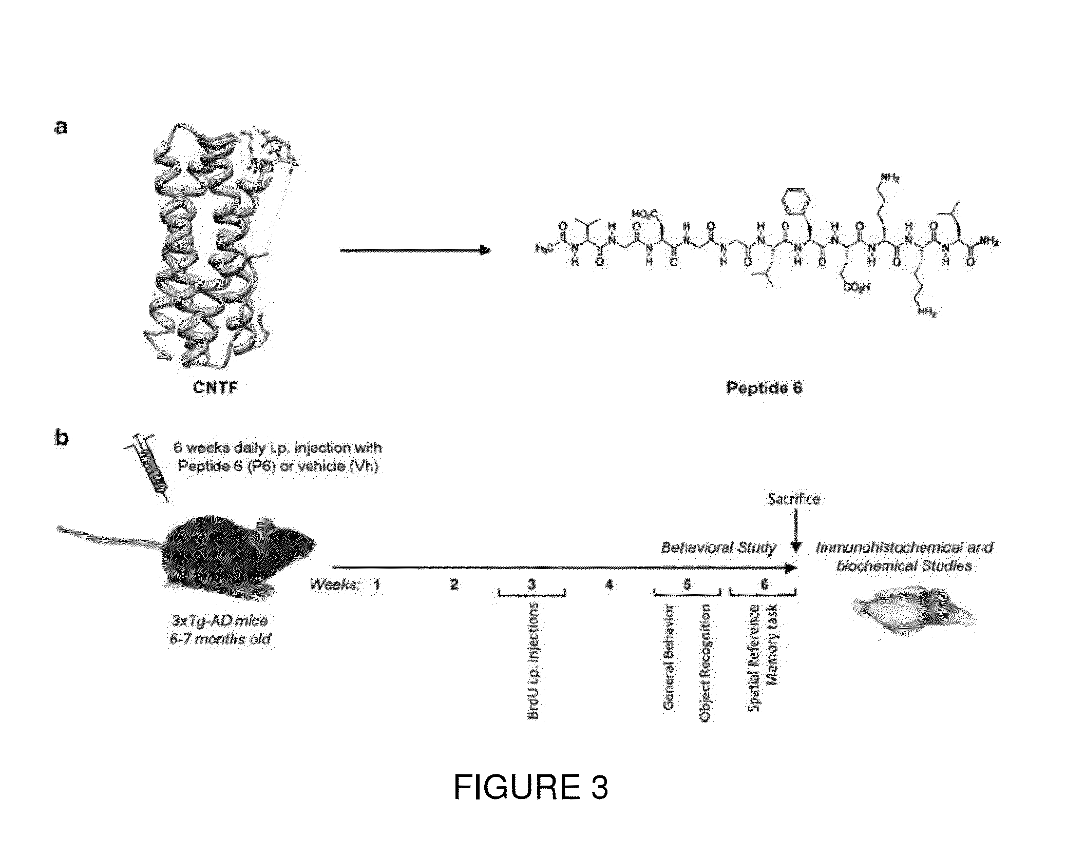 Neurotrophic peptides