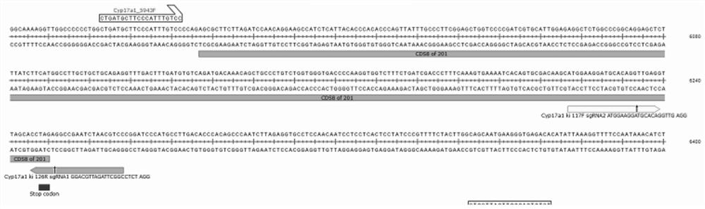 A method for constructing cyp17a1 Cre animal model based on CRISPR-Cas9