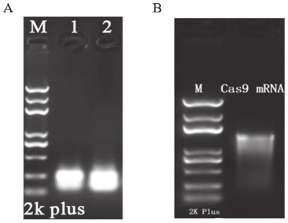 A method for constructing cyp17a1 Cre animal model based on CRISPR-Cas9