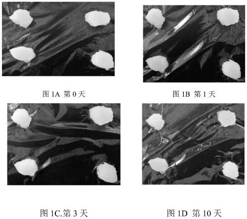 High-fiber and low-fat cream with immunoregulation function and preparation method thereof