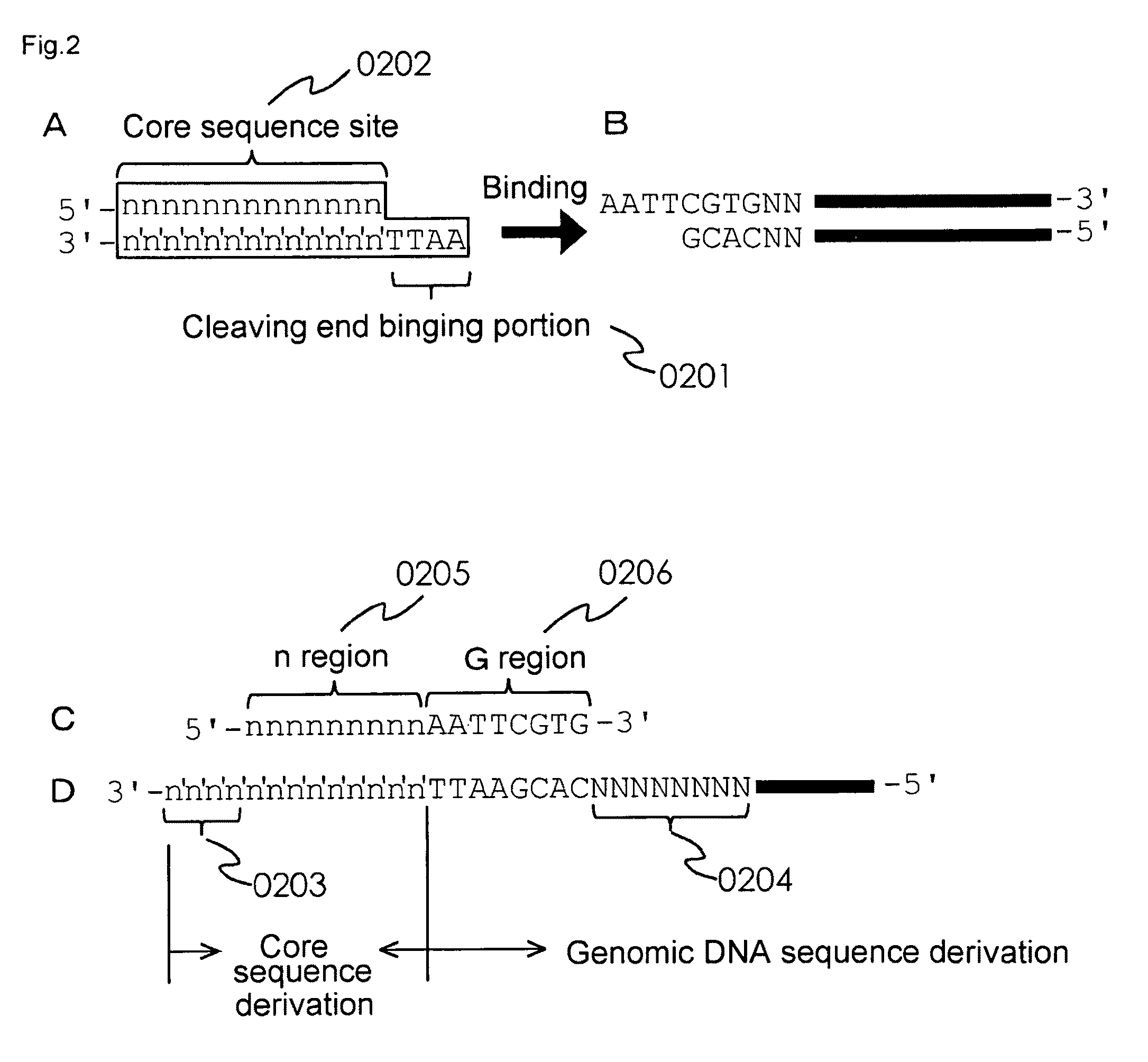 Marker for selecting an <i>aphanomyces cochlioides</i>-resistant variety and selection method therefor