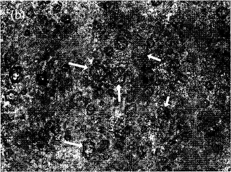 Composite material used in soil remediation and preparation method thereof