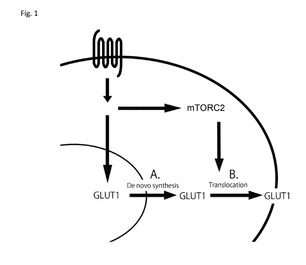 A method of screening for a compound capable of stimulating glucose transport into brown and/or brite adipocytes of a mammal, a kit for use in such a method