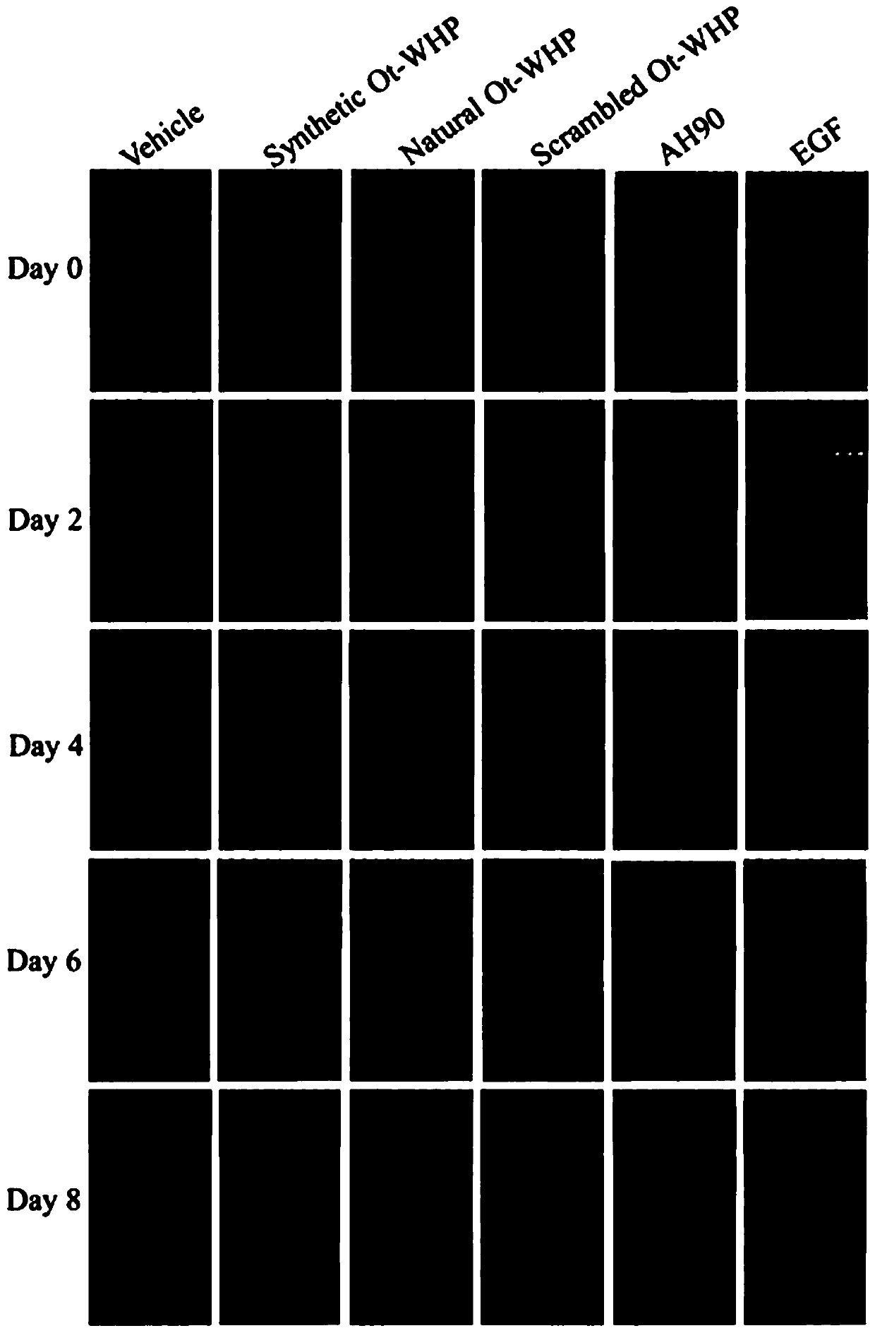 Odorrana tormota immunomodulating peptide and application thereof