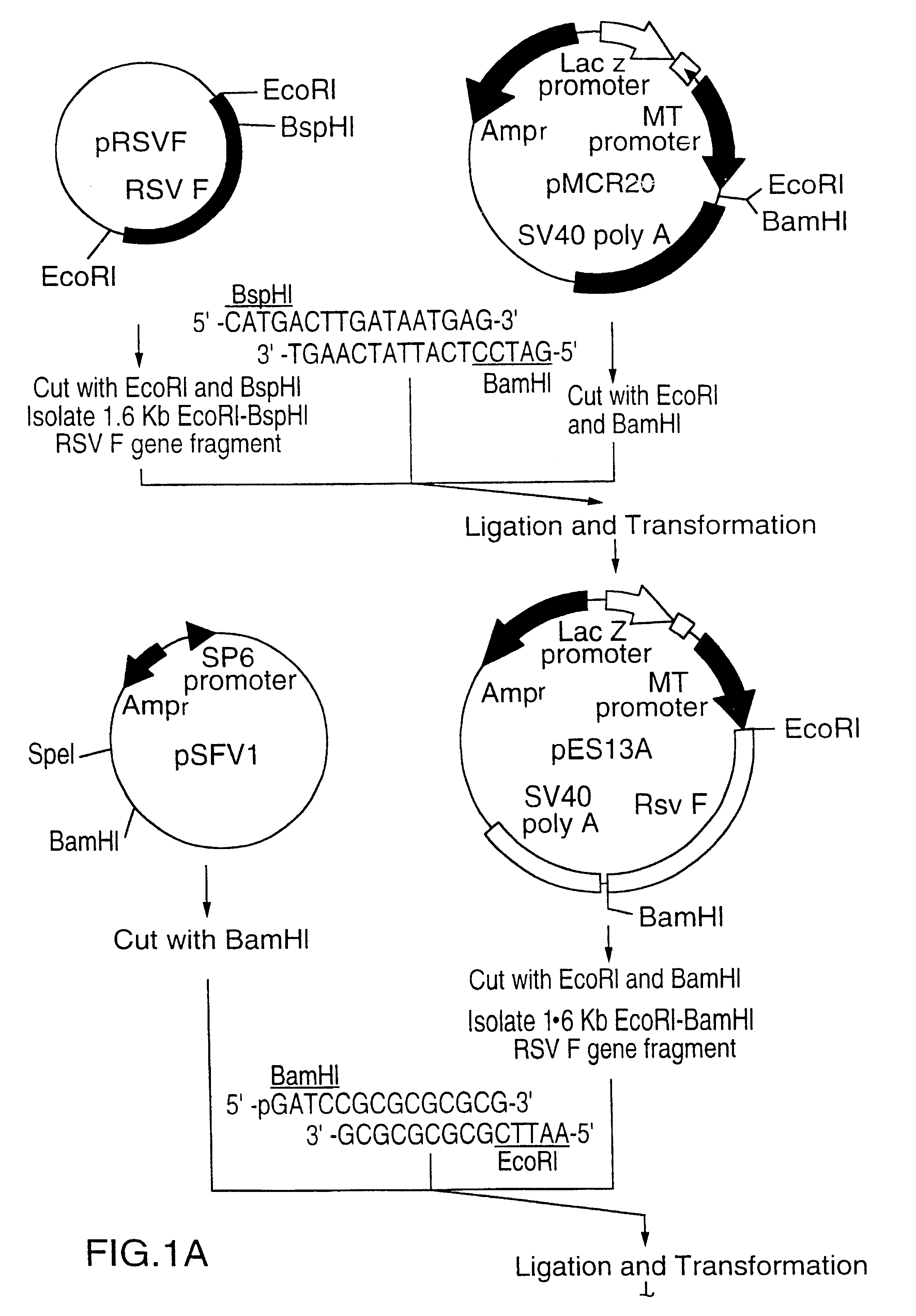 RNA respiratory syncytial virus vaccines