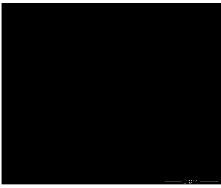 Silicon nitride powder based on catalytic nitridation and preparation method thereof