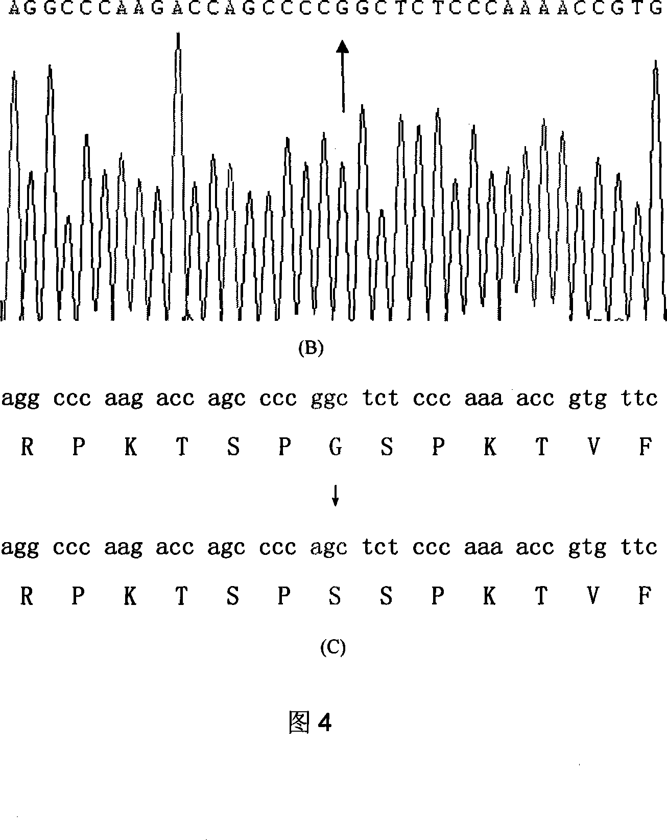 Hypertrophic type cardiomyopathy PRKAG2 gene mutation and detecting method thereof