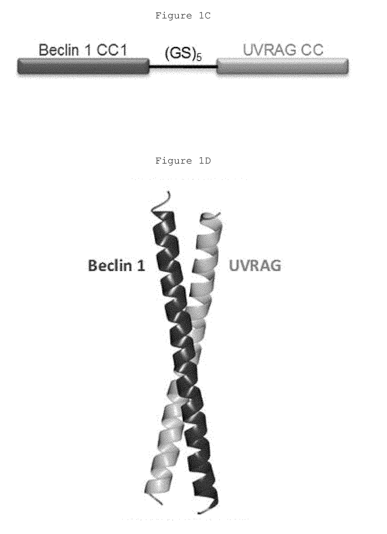 Hydrocarbon-stapled polypeptides for enhancement of endosome-lysosomal degradation