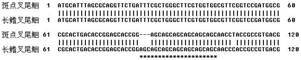 Molecular genetics identification method for channel catfishes and flathead catfishes