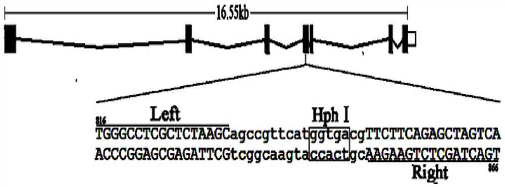 A method of improving fish anti-virus immunity