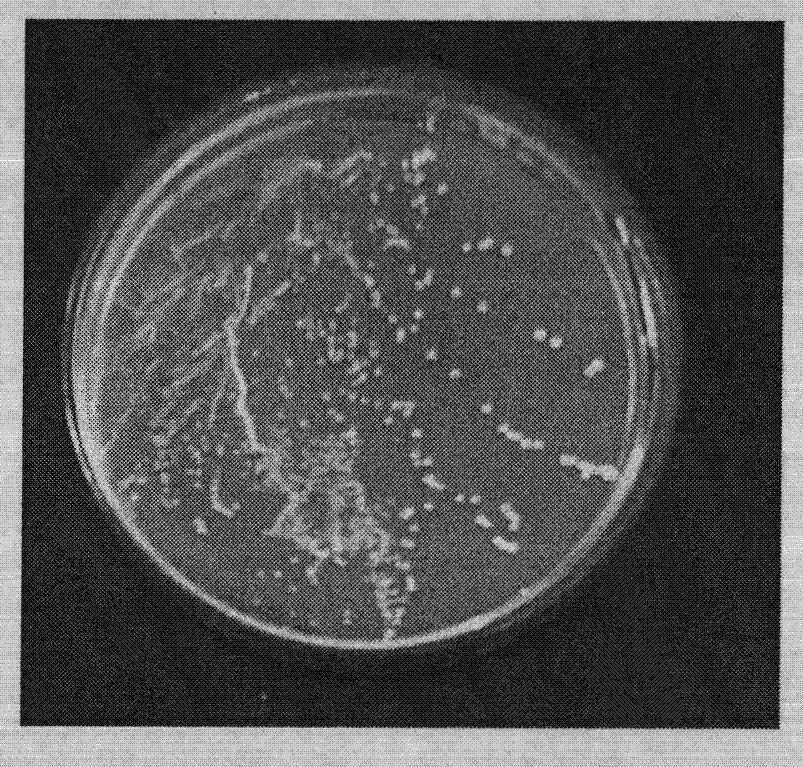 Lactobacillus rhamnosus, cultivation of lactobacillus rhamnosus and microcapsule method