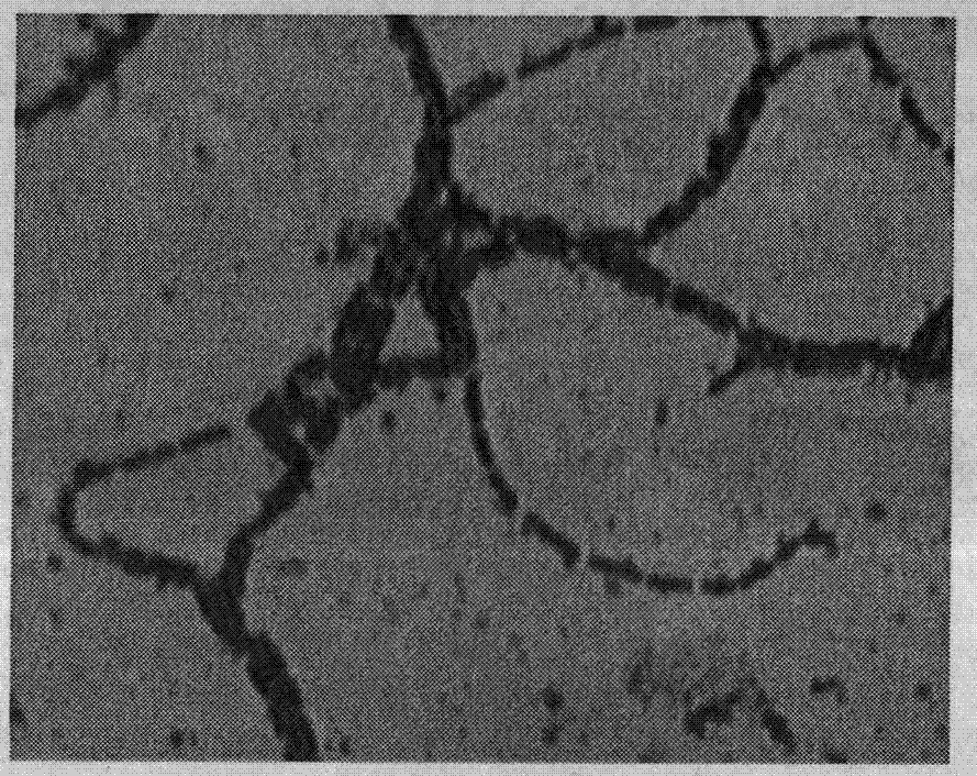 Lactobacillus rhamnosus, cultivation of lactobacillus rhamnosus and microcapsule method