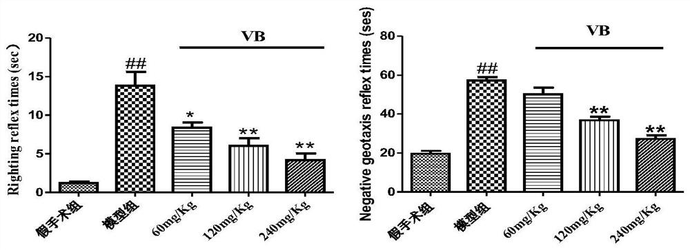 Use of Verbasidin in the preparation of medicaments for the treatment of neonatal hypoxic-ischemic encephalopathy