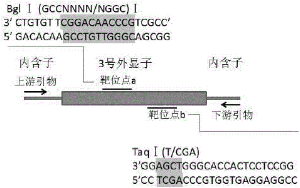 Method for breeding zebra fish with wnt16 gene deletion through gene knockout