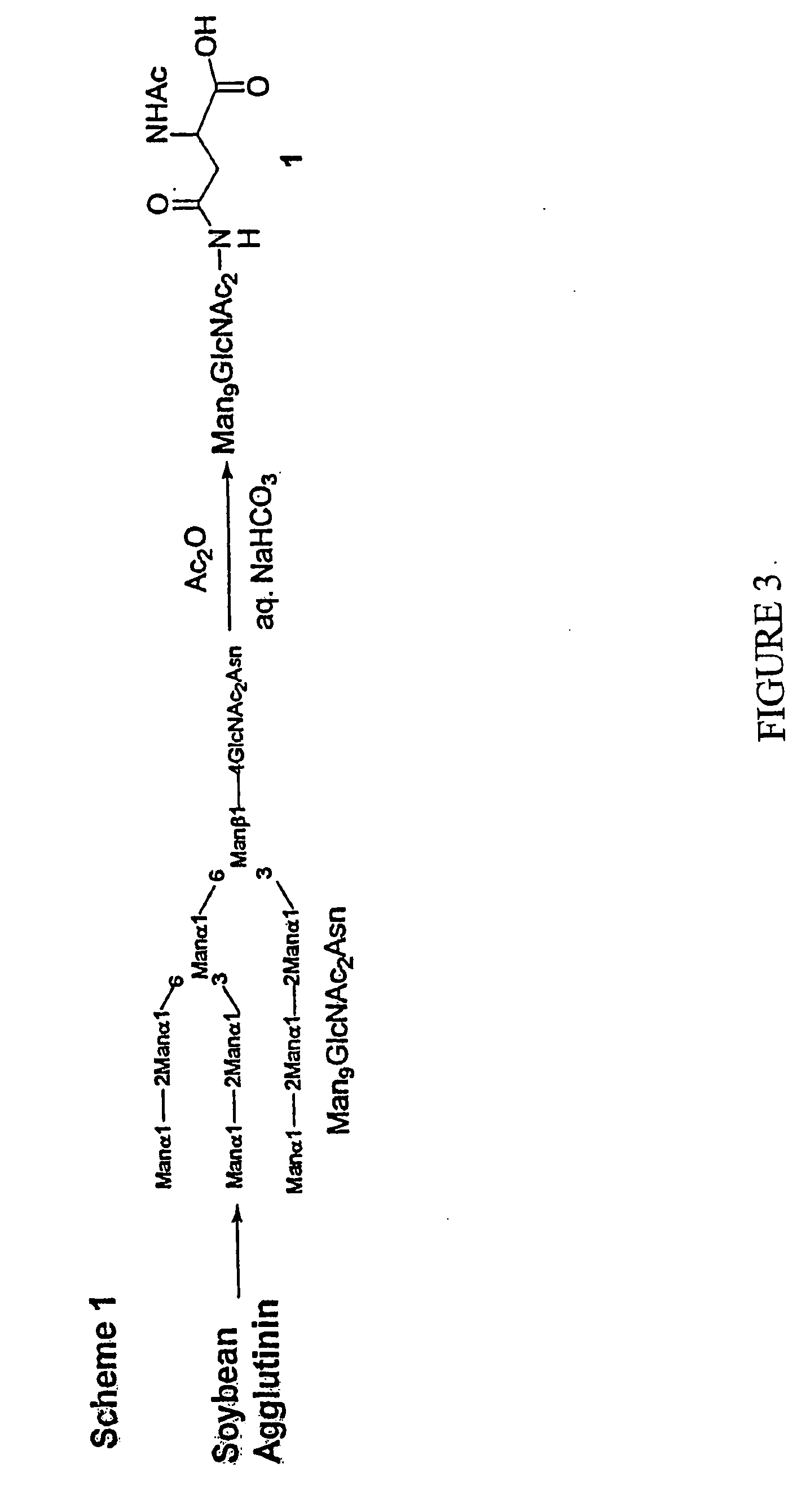 Carbohydrate-based synthetic vaccines for hiv