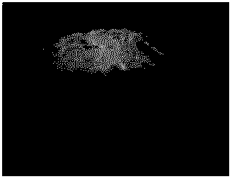 A light, flexible superhydrophobic porous gas gel material and its preparation method