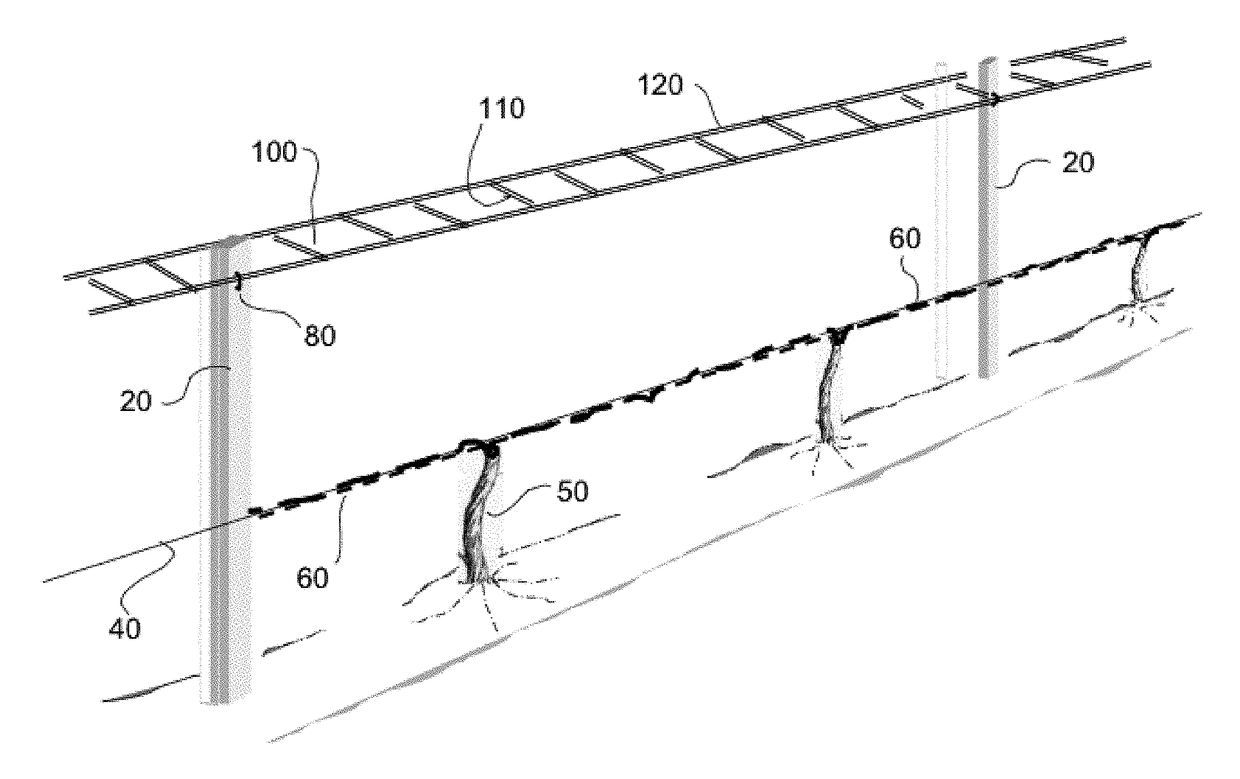 Grid shoot positioning system for grape vines