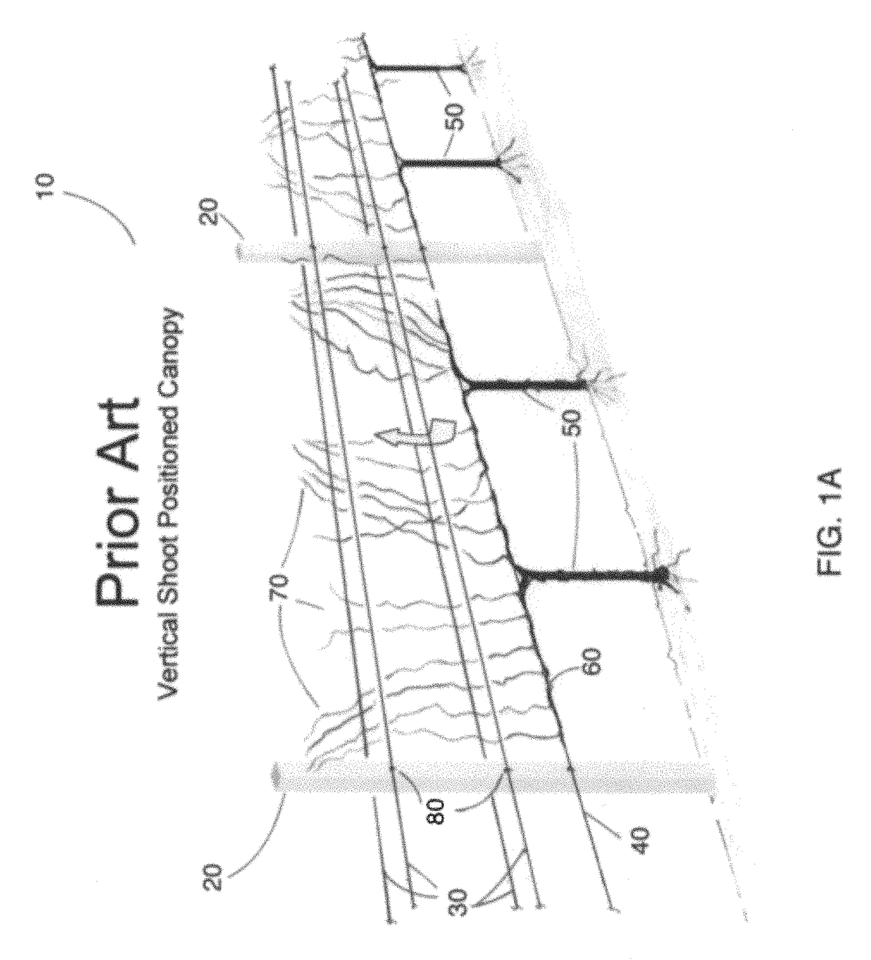 Grid shoot positioning system for grape vines