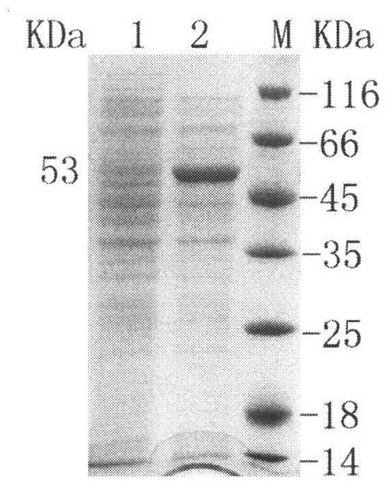 Construction method and application of high-yield gamma-aminobutyric acid recombinant escherichia coli/pET-28a-1pgad