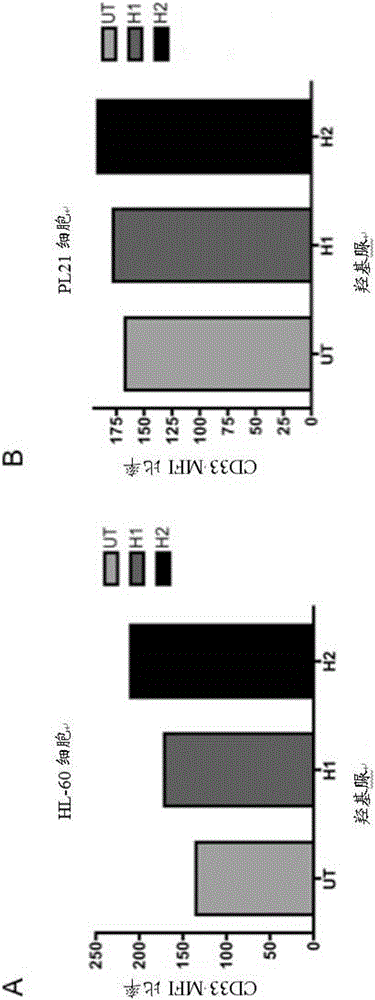 Combination of epigenetic factors and bispecific compounds targeting CD33 and CD3 in the treatment of myeloid leukemia