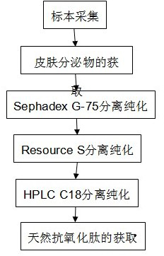 Natural antioxidant peptide Tiannanin-C1, and preparation method and application thereof