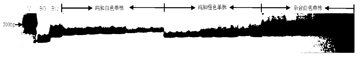 SSR (Simples sequence repeats) and InDel (insertion/deletion) molecular marker primer linked with brassica campestris orange head gene Br-or, and application thereof