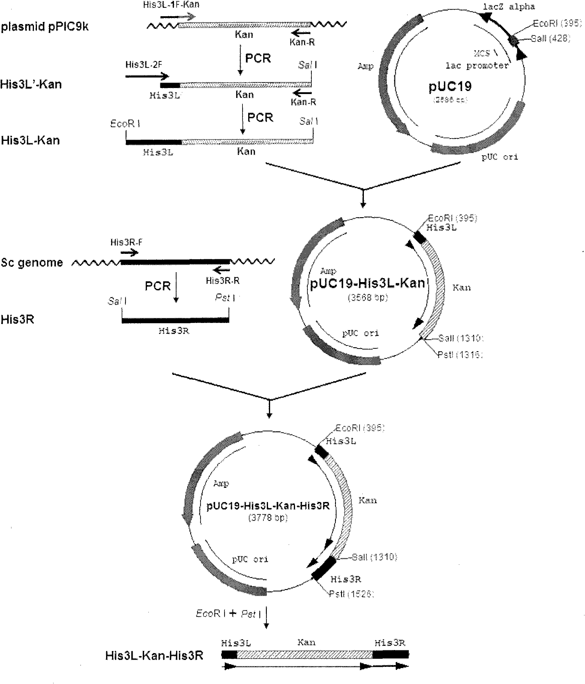 Amphiploid histidine auxotroph saccharomyces cerevisiae and constructing method thereof