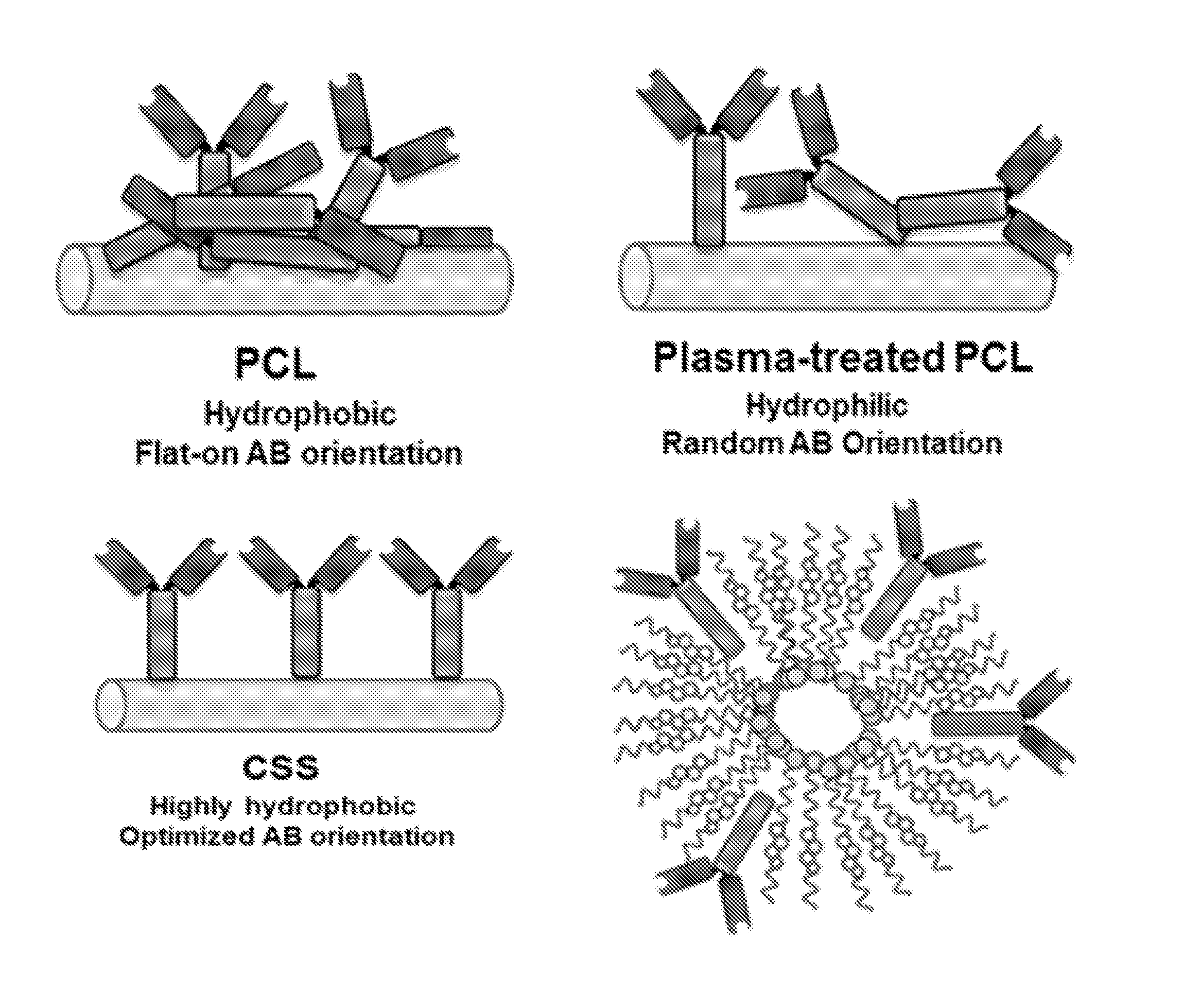 Cholesteryl Succinyl Silane Bound Proteins and Methods For Producing and Using the Same