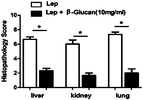 Medical application of beta-glucan in prevention and treatment of leptospirosis