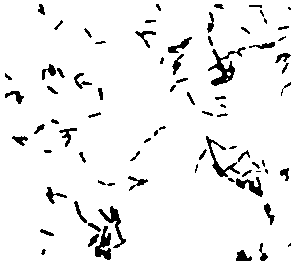 Lactobacillus buchneri for producing mannitol, and method for producing mannitol by fermentation