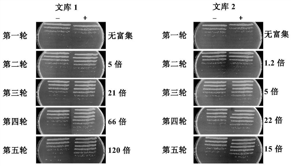 Anti-IL5 nano antibody and application thereof