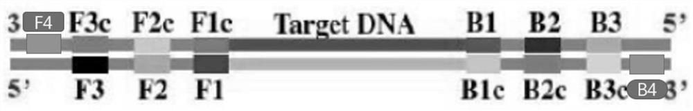 Multiple LAMP (loop-mediated isothermal amplification) primer combination for detecting multiple influenza viruses and application of multiple LAMP primer combination