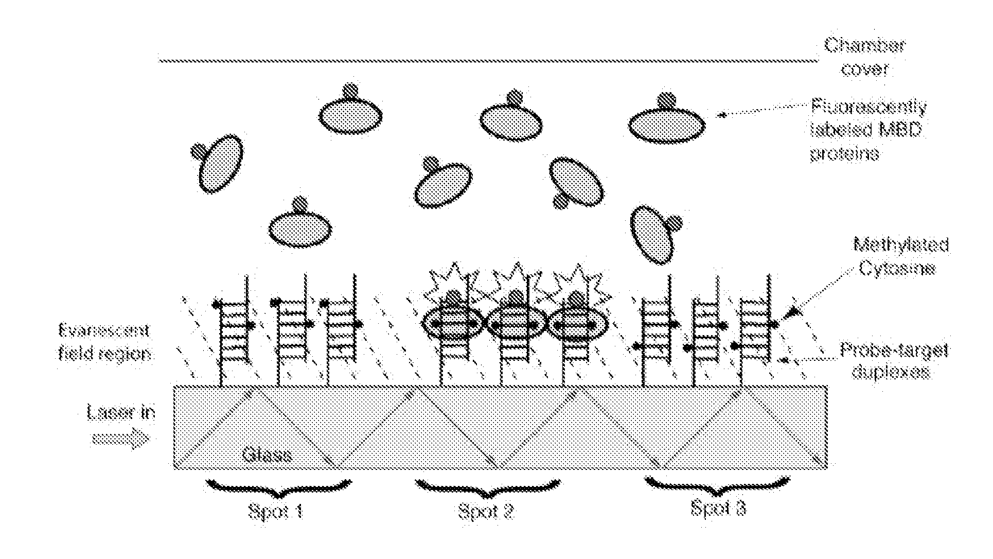 Methods and compositions related to quantitative, array based methylation analysis