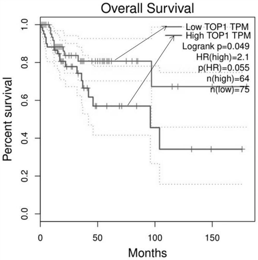 Application of TOP1 as cervical cancer marker and/or therapeutic target