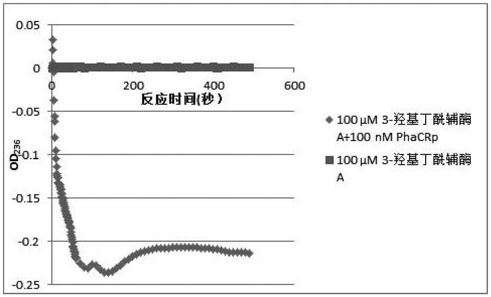 Rhodococcus pyridinivorans polyhydroxyalkanoate synthetase, coding gene and application thereof