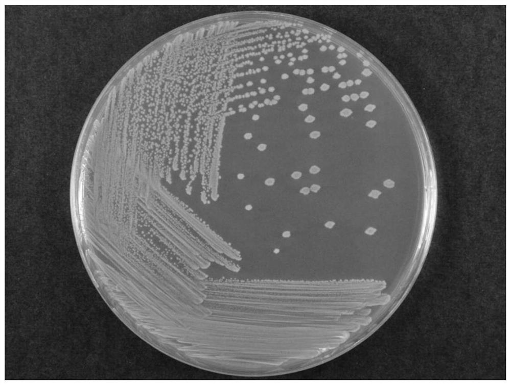 Lactobacillus gasseri LGV03 and application thereof