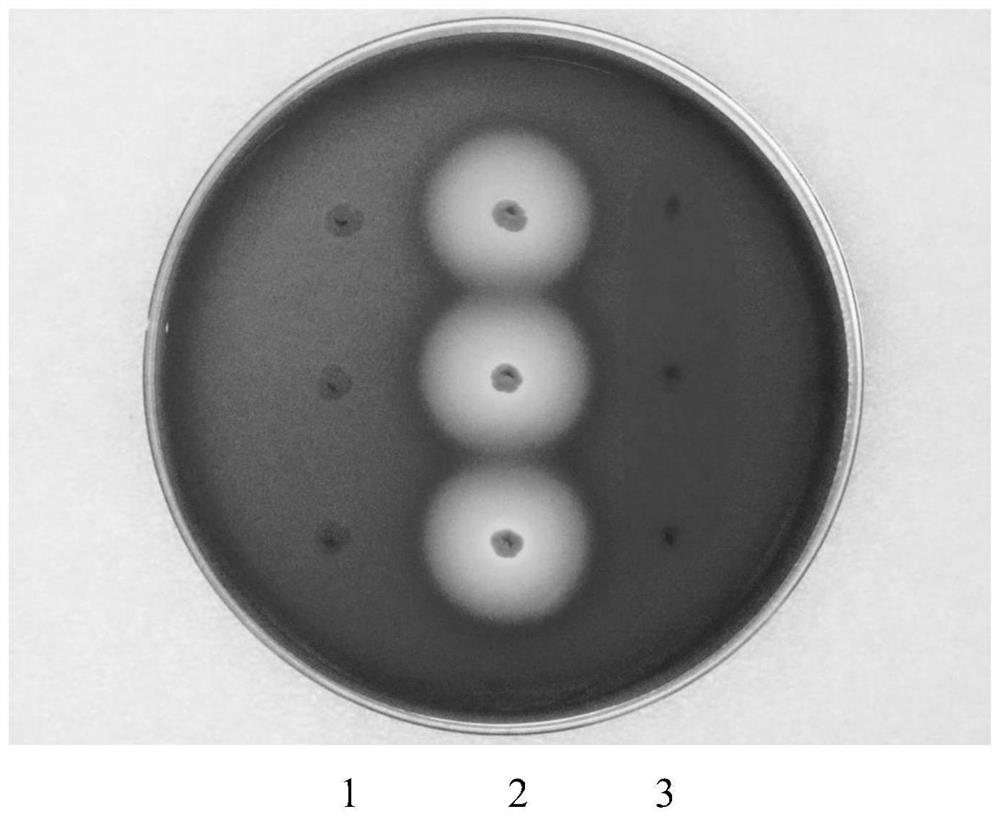 Lactobacillus gasseri LGV03 and application thereof