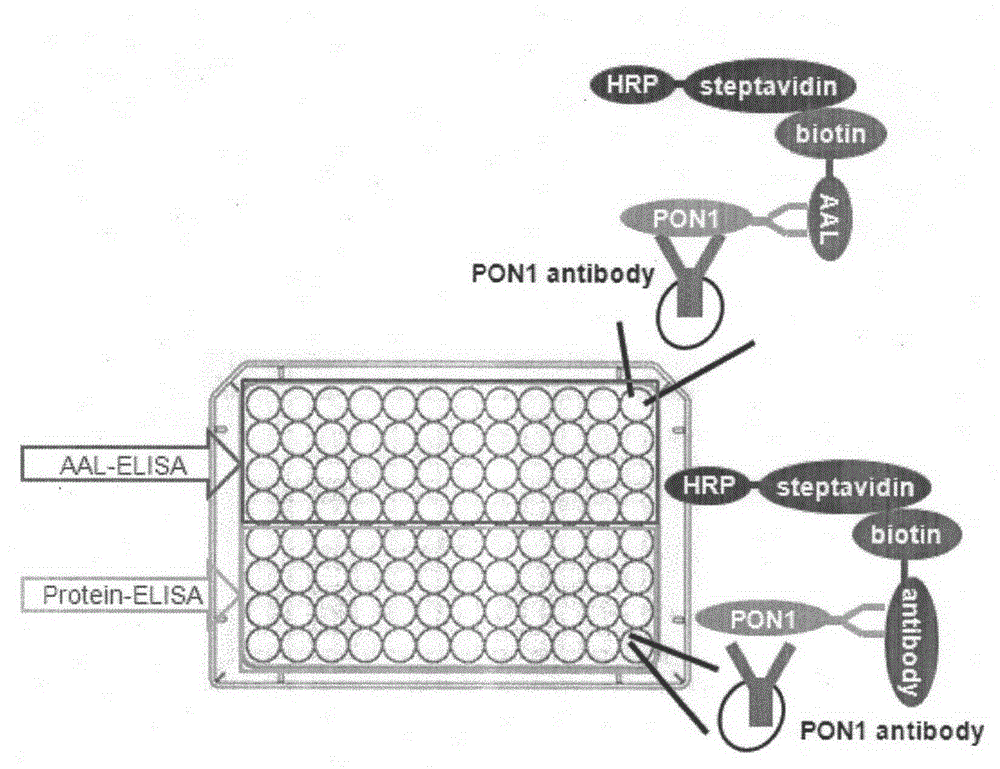 A kit for diagnosing hepatocellular carcinoma