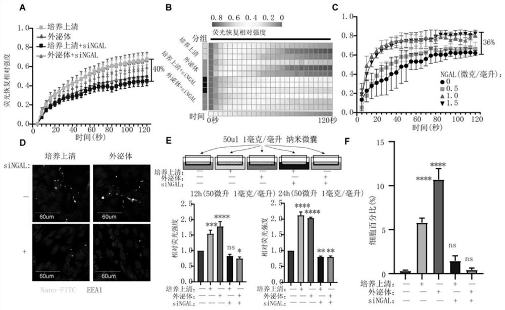 Use of neutrophil gelatinase-associated lipocalin to promote crossing of therapeutic antibodies across blood-brain barrier