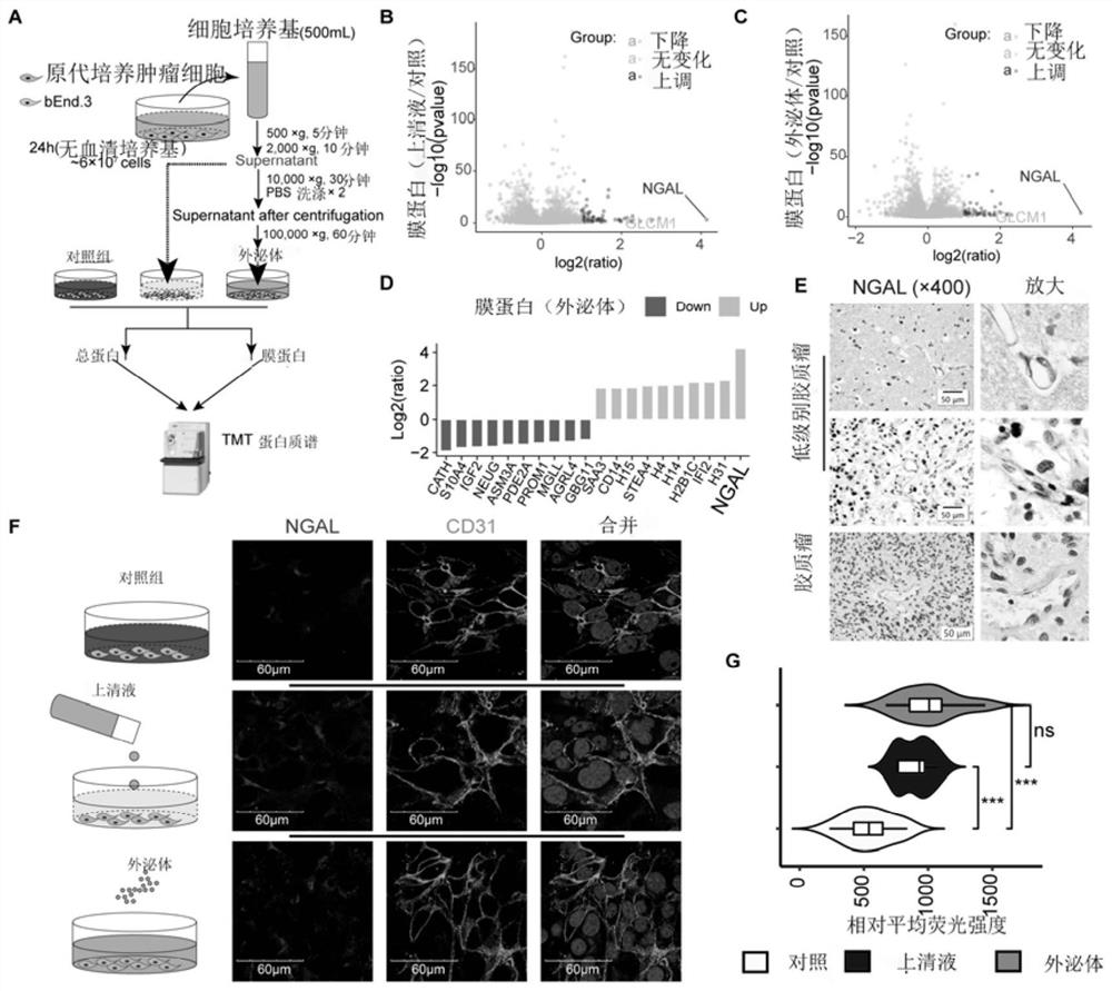 Use of neutrophil gelatinase-associated lipocalin to promote crossing of therapeutic antibodies across blood-brain barrier