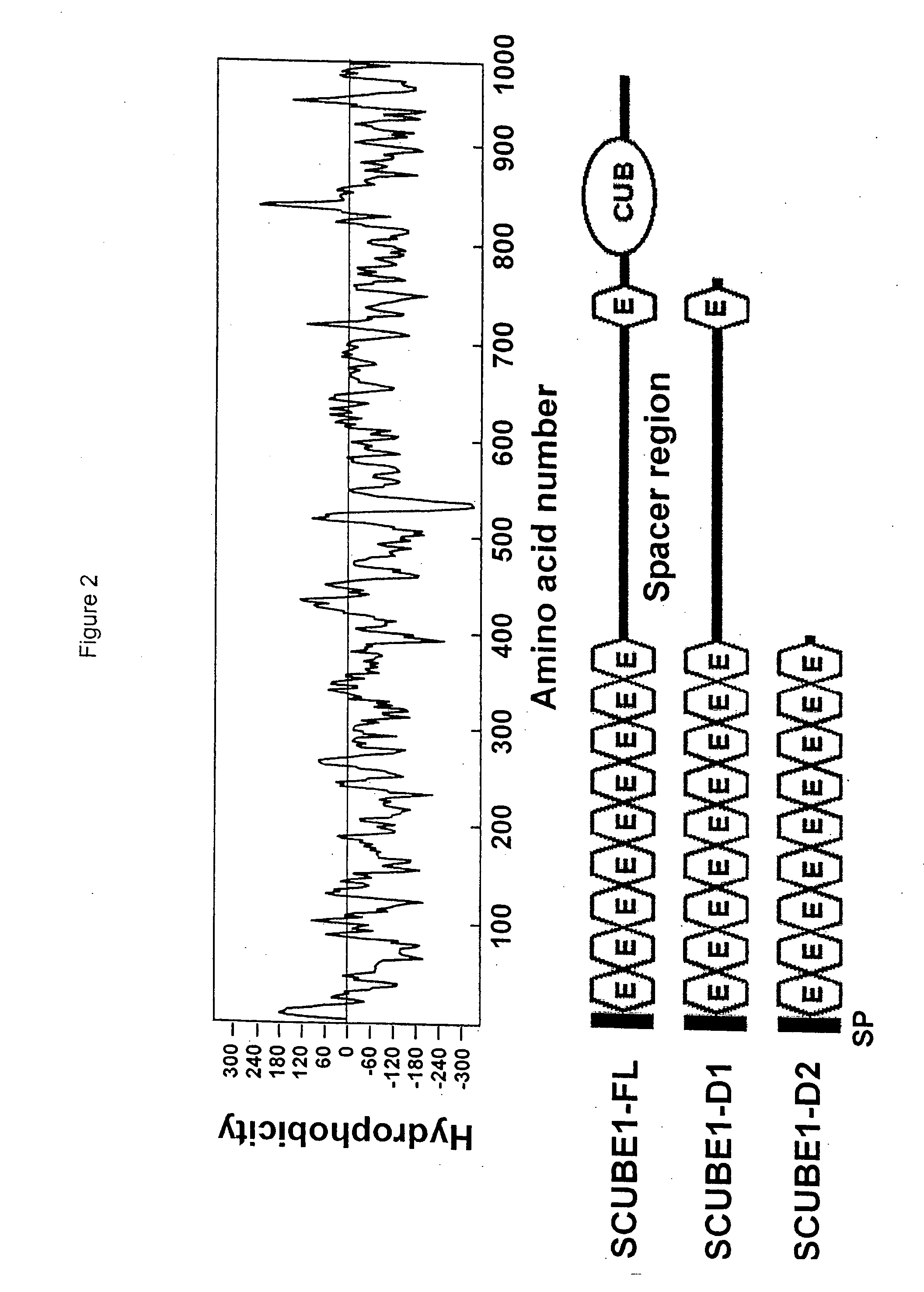 Identification of a family of secreted proteins in vascular endothelium