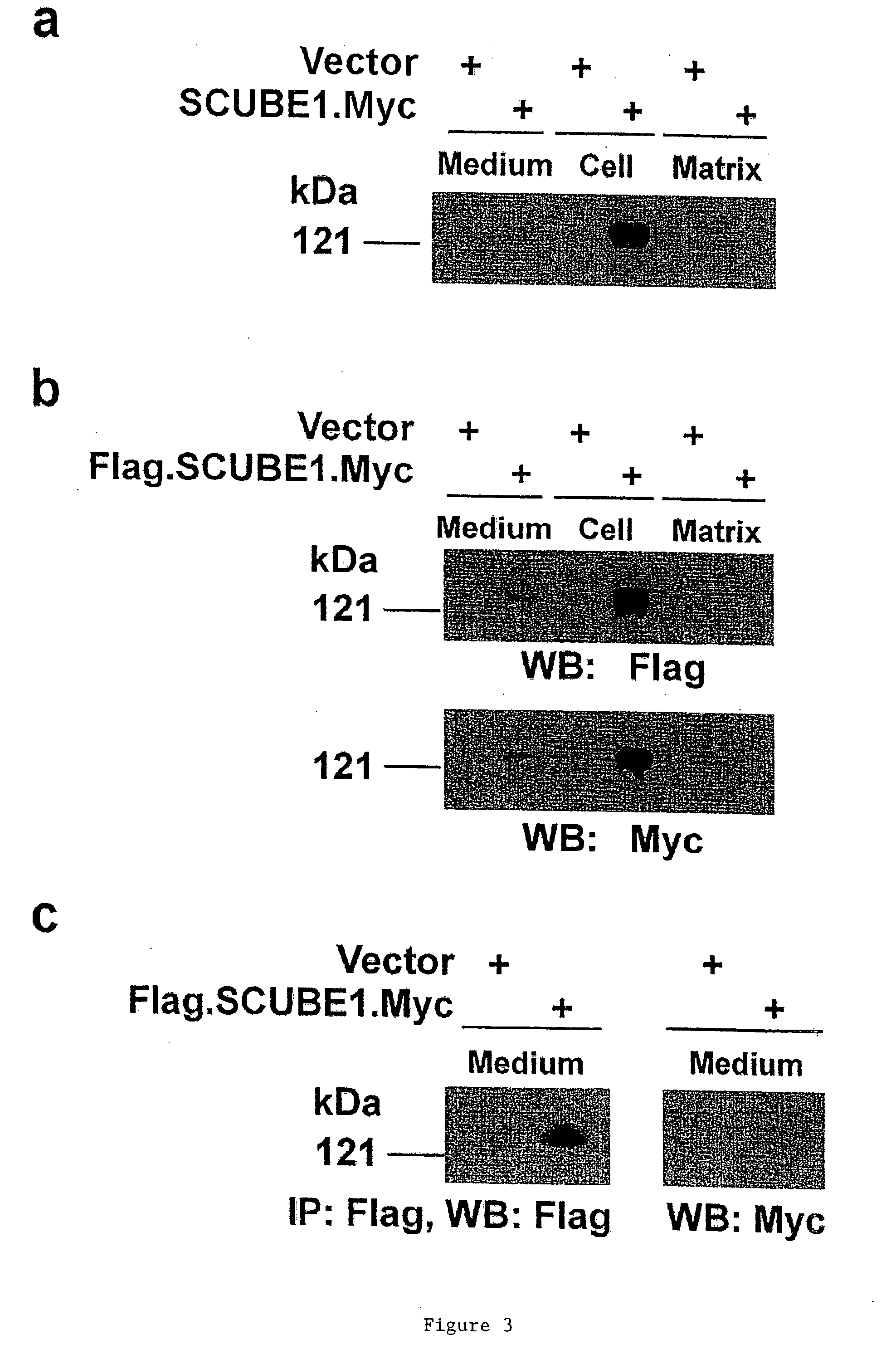 Identification of a family of secreted proteins in vascular endothelium