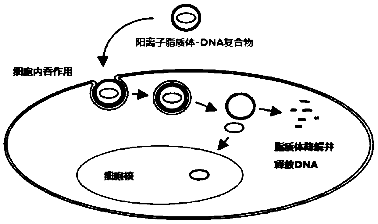 Nucleic acid drug delivery system and preparation method thereof