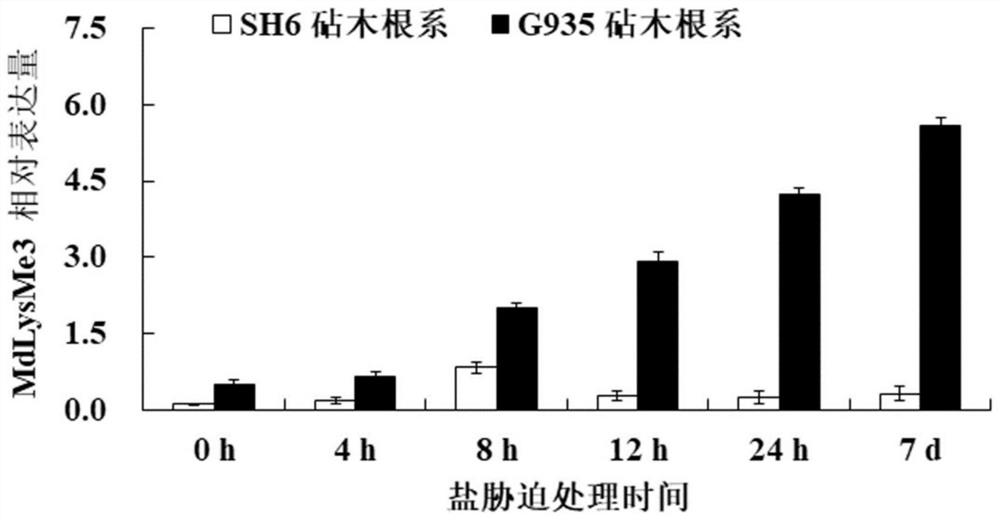 Apple rootstock salt stress resistance related gene MdLysMe3 as well as encoding protein and application thereof