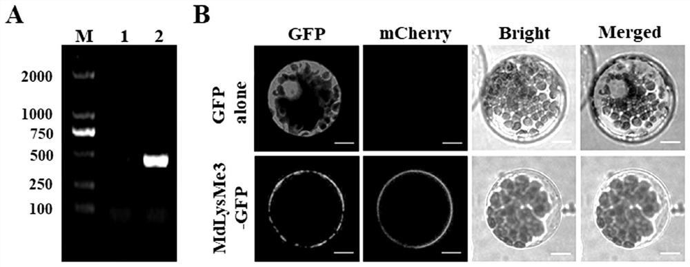 Apple rootstock salt stress resistance related gene MdLysMe3 as well as encoding protein and application thereof