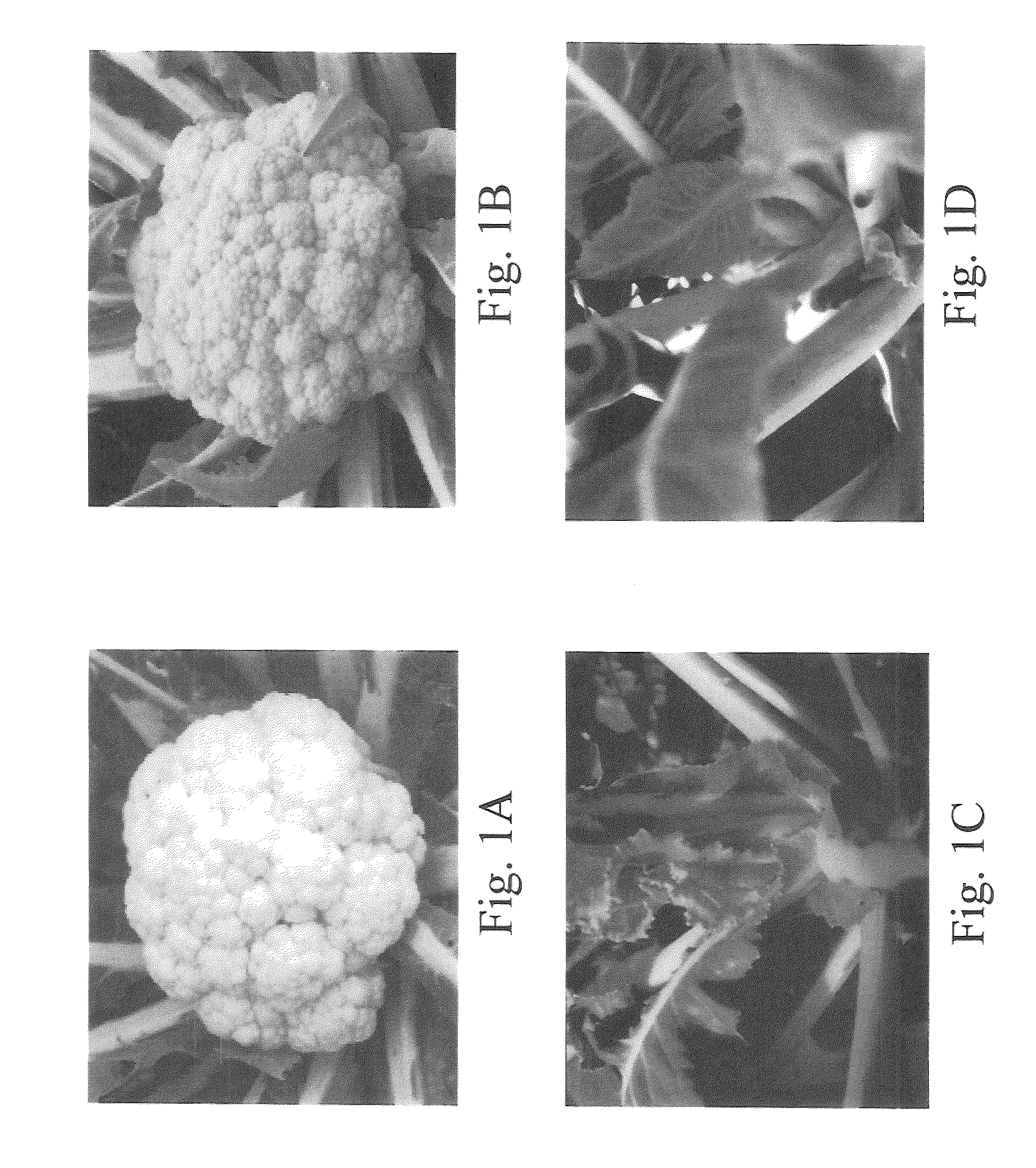 Or gene and its use in manipulating carotenoid content and composition in plants and other organisms