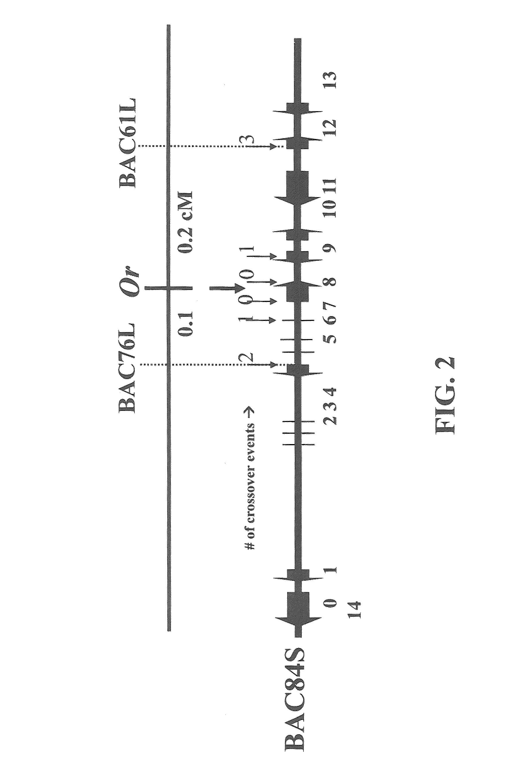 Or gene and its use in manipulating carotenoid content and composition in plants and other organisms