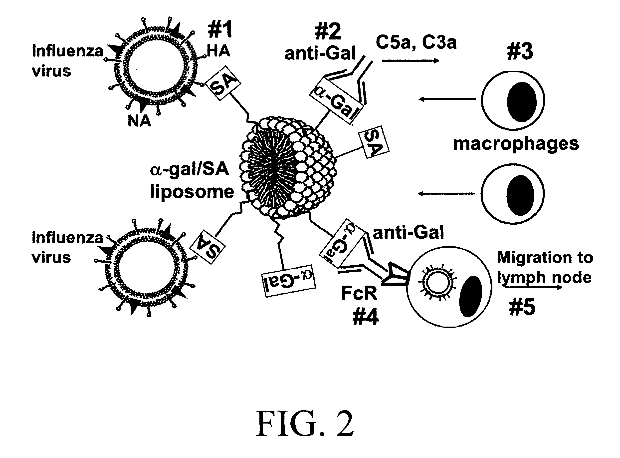 Compositions and methods for treatment of respiratory tract infections