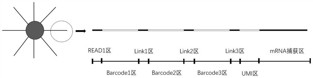 Preparation method of long DNA (deoxyribonucleic acid) sequence silicon dioxide microspheres