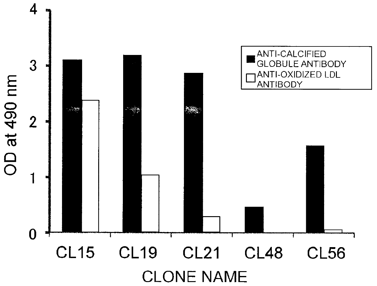 Antibody against calcified globule and use of the same